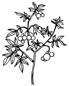 Иллюстрация к книге — Овощи и зелень. Огород на моем подоконнике [i_043.jpg]