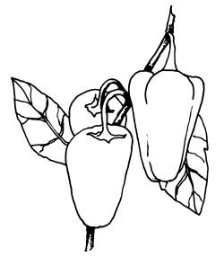 Иллюстрация к книге — Овощи и зелень. Огород на моем подоконнике [i_044.jpg]