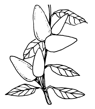 Иллюстрация к книге — Овощи и зелень. Огород на моем подоконнике [i_045.jpg]