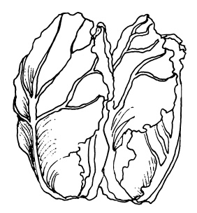 Иллюстрация к книге — Овощи и зелень. Огород на моем подоконнике [i_049.jpg]