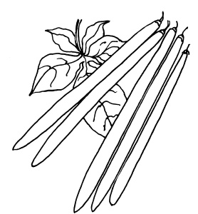 Иллюстрация к книге — Овощи и зелень. Огород на моем подоконнике [i_050.jpg]