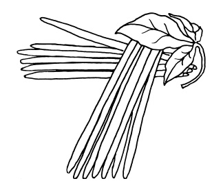 Иллюстрация к книге — Овощи и зелень. Огород на моем подоконнике [i_051.jpg]