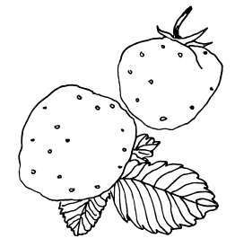 Иллюстрация к книге — Овощи и зелень. Огород на моем подоконнике [i_054.jpg]