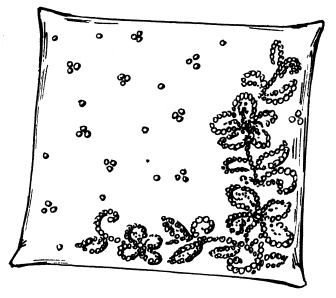 Иллюстрация к книге — Бисер. Энциклопедия вышивки [i_069.jpg]