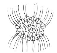 Иллюстрация к книге — Макраме для начинающих. Лучшие и оригинальные модели [i_051.jpg]