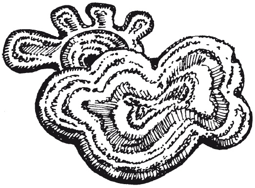 Иллюстрация к книге — Чудесные коврики своими руками [i_045.jpg]