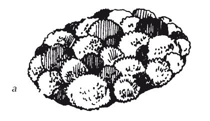 Иллюстрация к книге — Чудесные коврики своими руками [i_065.jpg]