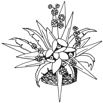 Иллюстрация к книге — Букеты из конфет [i_024.jpg]