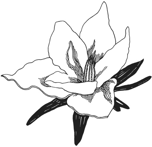 Иллюстрация к книге — Фелтинг. Удивительные поделки из свалянной шерсти [i_075.jpg]