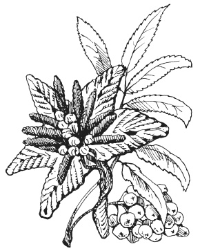 Иллюстрация к книге — Поделки из ниток, пуговиц, бусин [i_017.jpg]