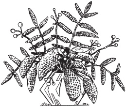 Иллюстрация к книге — Цветы и деревья из яичной скорлупы и бисера [_117.jpg]