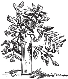 Иллюстрация к книге — Цветы и деревья из яичной скорлупы и бисера [_121.jpg]