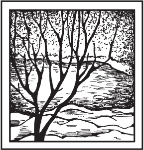 Иллюстрация к книге — Цветы и деревья из яичной скорлупы и бисера [_34.jpg]