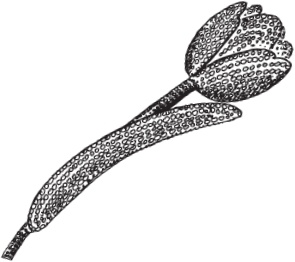 Иллюстрация к книге — Цветы и деревья из яичной скорлупы и бисера [_74.jpg]