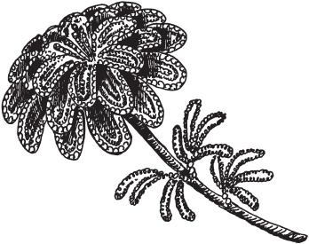 Иллюстрация к книге — Цветы и деревья из яичной скорлупы и бисера [_84.jpg]