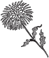 Иллюстрация к книге — Цветы и деревья из яичной скорлупы и бисера [_92.jpg]