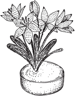 Иллюстрация к книге — Цветы и деревья из яичной скорлупы и бисера [_98.jpg]