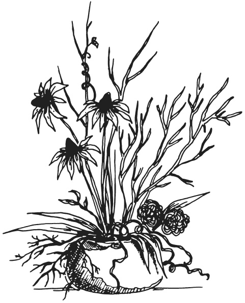 Иллюстрация к книге — Поделки из засушенных цветов и листьев [i_004.jpg]