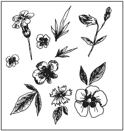 Иллюстрация к книге — Поделки из засушенных цветов и листьев [i_010.jpg]