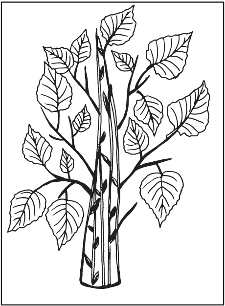 Иллюстрация к книге — Поделки из засушенных цветов и листьев [i_016.jpg]