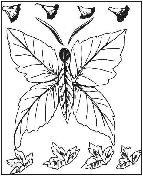 Иллюстрация к книге — Поделки из засушенных цветов и листьев [i_017.jpg]