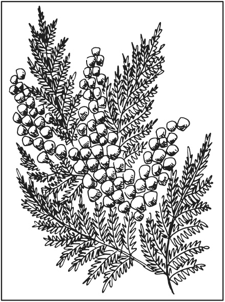 Иллюстрация к книге — Поделки из засушенных цветов и листьев [i_018.jpg]