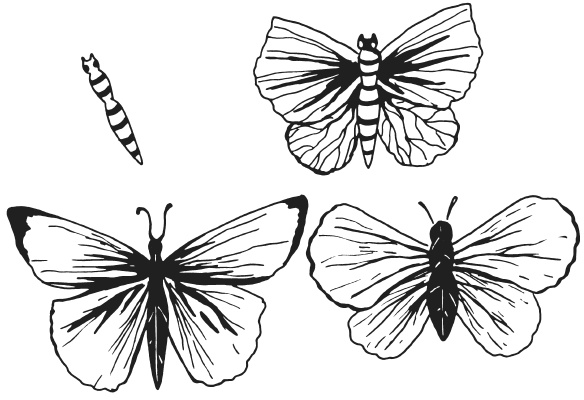 Иллюстрация к книге — Поделки из засушенных цветов и листьев [i_027.jpg]