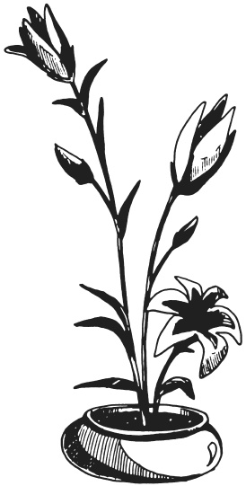 Иллюстрация к книге — Поделки из засушенных цветов и листьев [i_037.jpg]