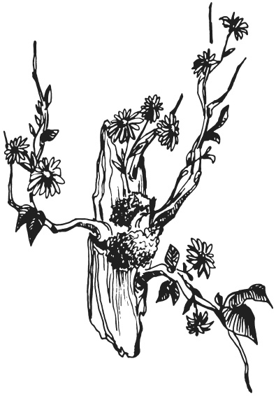 Иллюстрация к книге — Поделки из засушенных цветов и листьев [i_052.jpg]