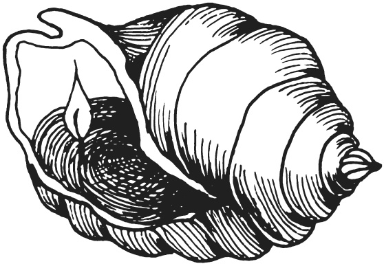 Иллюстрация к книге — Поделки из морских камешков и ракушек [_20130820_151218.jpg]