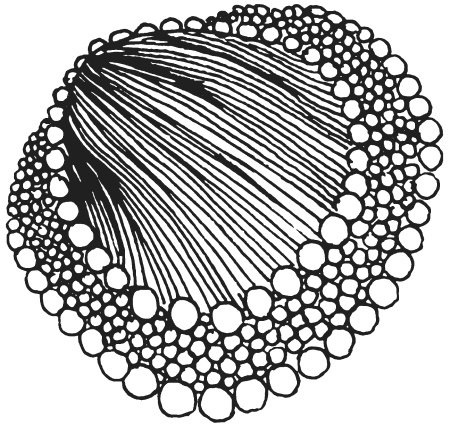 Иллюстрация к книге — Поделки из морских камешков и ракушек [_20130820_152221.jpg]