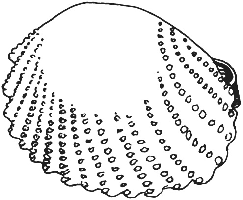 Иллюстрация к книге — Поделки из морских камешков и ракушек [_20130820_152344.jpg]