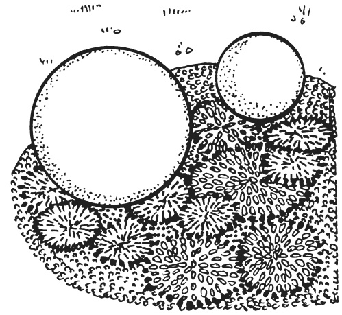 Иллюстрация к книге — Поделки из морских камешков и ракушек [_20130820_152930.jpg]