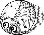 Иллюстрация к книге — Соленое тесто. Поделки, игрушки, сувениры, панно, фоторамки [i_039.jpg]