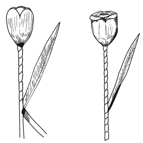 Иллюстрация к книге — Поделки из бумаги, игрушки, сувениры и подарки [i_082.jpg]