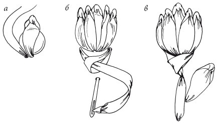 Иллюстрация к книге — Вышивка шелковыми лентами [i_026.jpg]