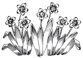 Иллюстрация к книге — Вышивка шелковыми лентами [i_063.jpg]