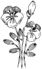 Иллюстрация к книге — Вышивка шелковыми лентами [i_078.jpg]