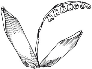 Иллюстрация к книге — Вышивка шелковыми лентами [i_111.jpg]