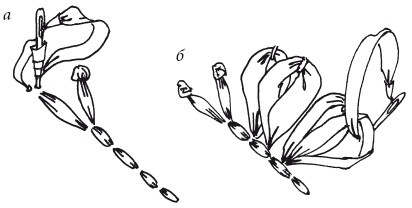 Иллюстрация к книге — Вышивка шелковыми лентами [i_116.jpg]