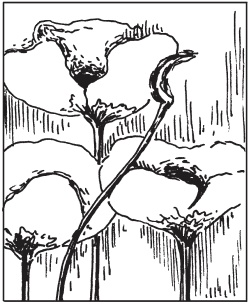 Иллюстрация к книге — Интересные идеи для вашего дома. Украшение интерьера своими руками [i_066.jpg]