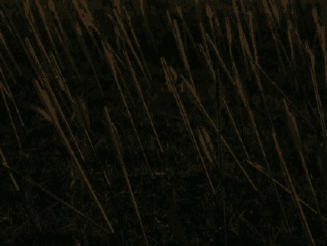 Иллюстрация к книге — Дети забытых богов – 2 [i_041.jpg]