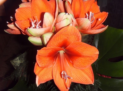 Иллюстрация к книге — Год Быка [i_001.jpg]