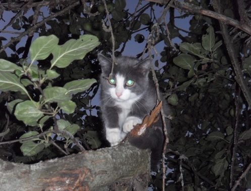 Иллюстрация к книге — Год Быка [i_011.jpg]