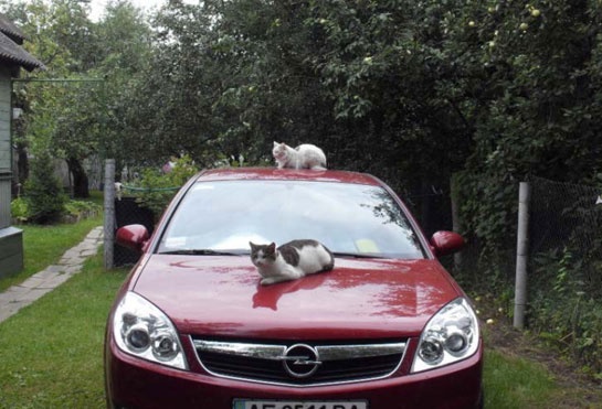 Иллюстрация к книге — Год Быка [i_013.jpg]