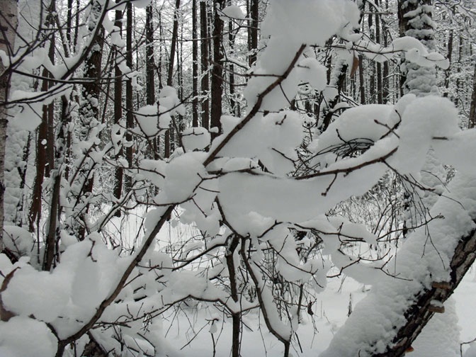 Иллюстрация к книге — Год Быка [i_019.jpg]