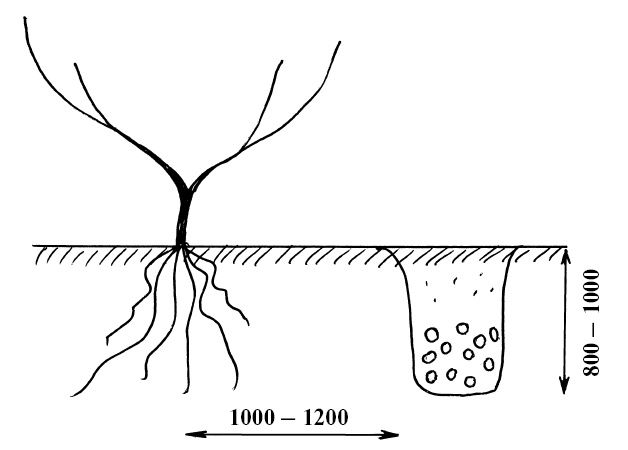 Иллюстрация к книге — Секреты выращивания винограда в любом климате. Проверенные способы формировки винограда [i_003.jpg]
