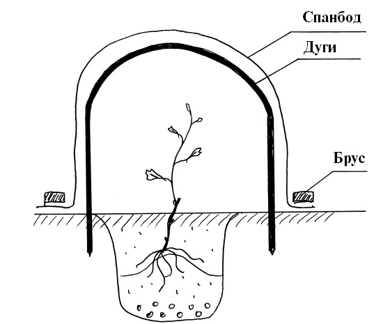Иллюстрация к книге — Секреты выращивания винограда в любом климате. Проверенные способы формировки винограда [i_005.jpg]