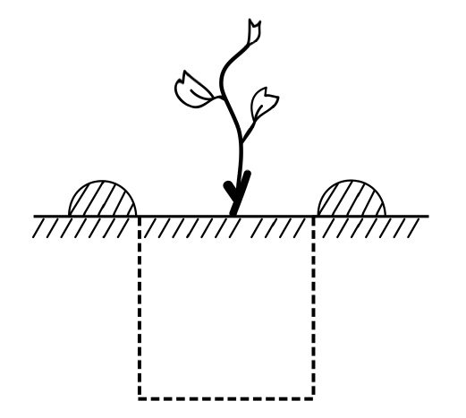 Иллюстрация к книге — Секреты выращивания винограда в любом климате. Проверенные способы формировки винограда [i_009.jpg]