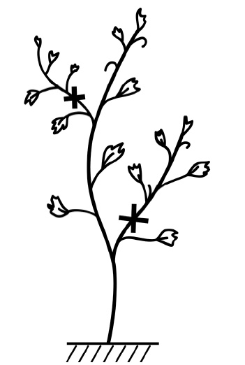 Иллюстрация к книге — Секреты выращивания винограда в любом климате. Проверенные способы формировки винограда [i_010.jpg]